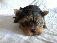 des Collines Des Aspres - Chiots disponibles - Yorkshire Terrier